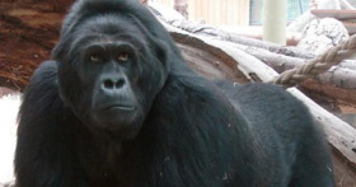 Восточная равнинная горилла Gorilla beringei graueri