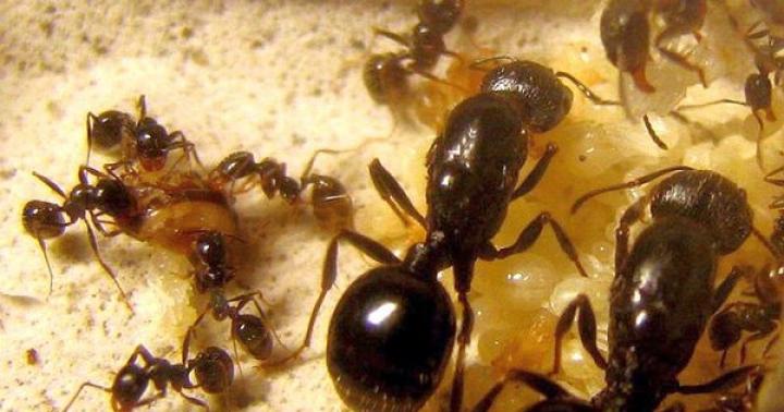 Королева муравьев копошится возле ватки
