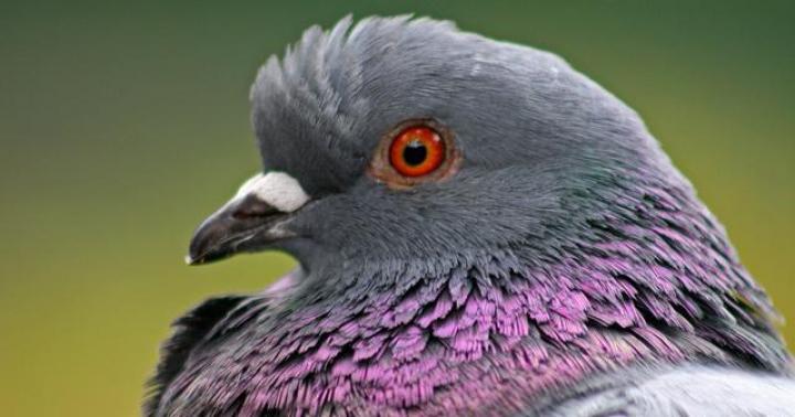 Причины кокцидиоза у голубей Как лечить голубей от кокцидиоза