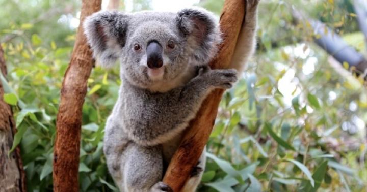 Описание, особенности, образ жизни и среда обитания коалы