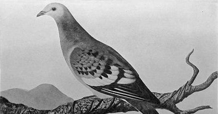 Странствующий голубь – пример прямого истребления человеком Исчезнувшая птица похожая на голубя как называется