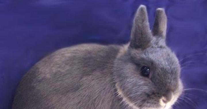 Энциклопедия о домашних животных Декоративный гладкошерстный карликовый кролик