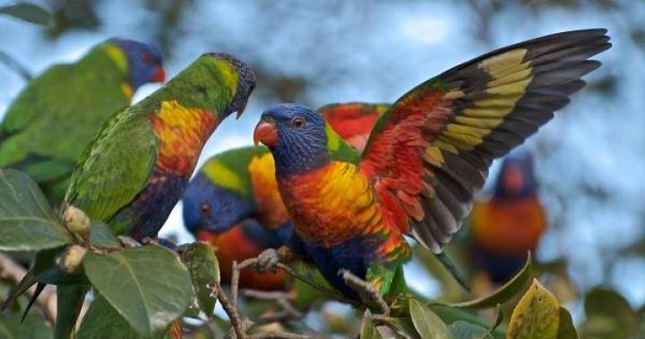 Где живут попугаи в диких условиях Где живут попугаи в природе