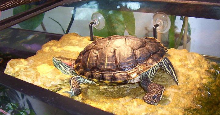 Уход за сухопутной черепахой в домашних условиях Как содержать черепашек
