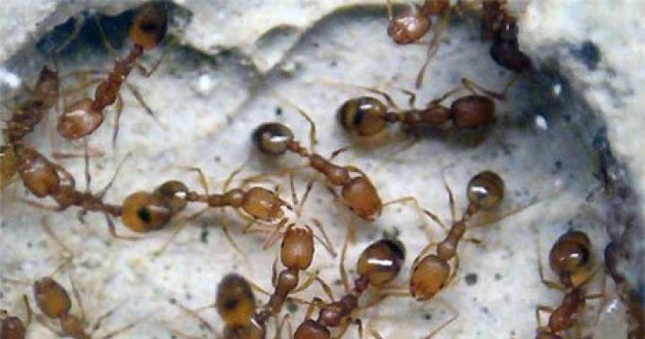 Зимовка муравьев: подготовка и выживание Как зимуют муравьи