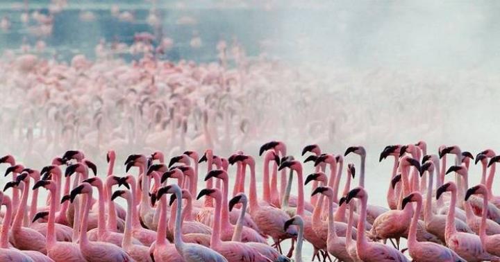 Розовый фламинго: фото Розовый фламинго фотографии