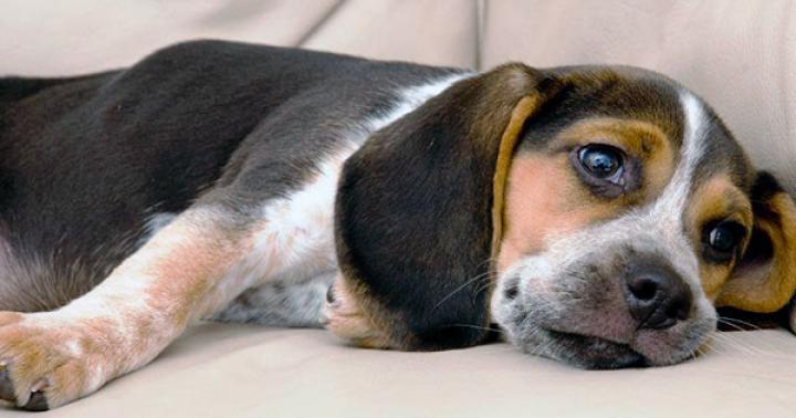 Глисты у собаки: симптомы и лечение, признаки, по которым можно понять, что у щенка глисты
